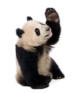 Google Panda Update