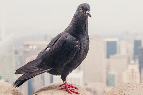 Google-Pigeon