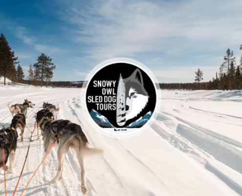 Snowy Owl Sled Dog Tours featured image of 6 sled dogs pulling a sled in snow.