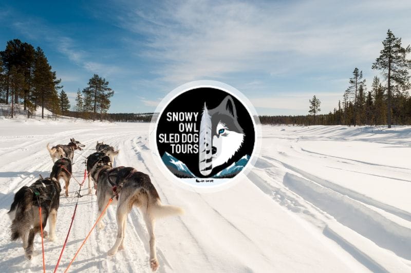 Snowy Owl Sled Dog Tours featured image of 6 sled dogs pulling a sled in snow.