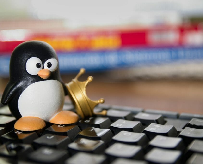 Penguin on a keyboard