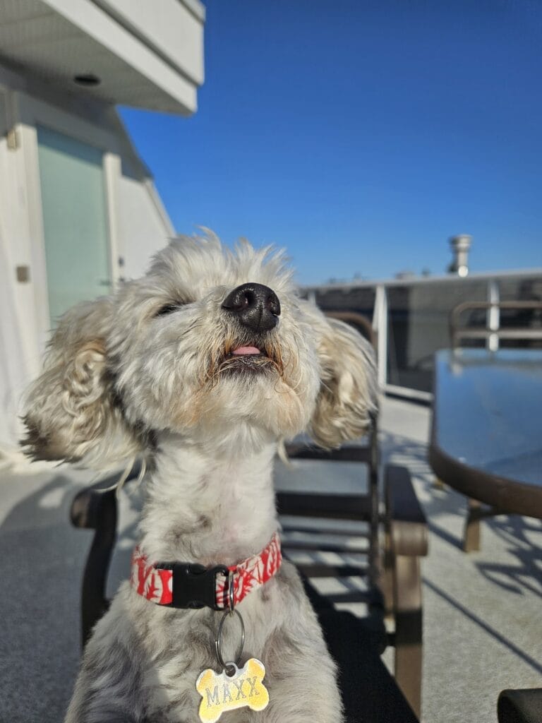 A small, fluffy dog with a red collar basks in the sunlight on a patio, eyes closed and tongue slightly out. The background features a clear blue sky and parts of a building and outdoor furniture. A tag reads "MAXX.