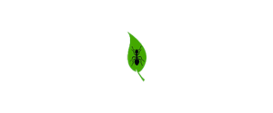 Logo featuring a stylized ant silhouette on a green leaf. Text above reads "Antiband." The ant is centrally positioned on the leaf, which has a prominent border and veins, emphasizing a natural theme. The text is in black font.